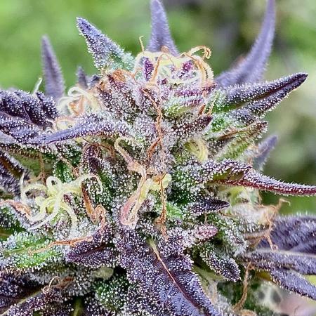 Shaman in Livingsoil