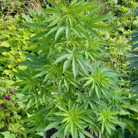 Shaman in Livingsoil