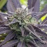 Shaman in Livingsoil
