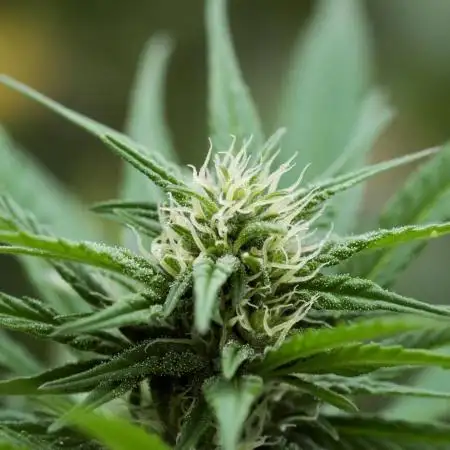 Shaman in Livingsoil