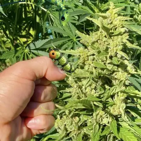 Auto Elephant in Livingsoil