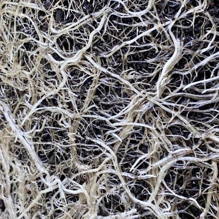 Shaman in Livingsoil