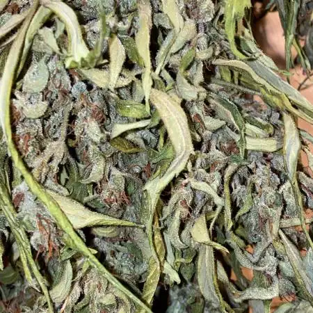 Hindu Kush Automatic outdoor - Terra Preta + water grow