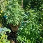 Shaman in Livingsoil