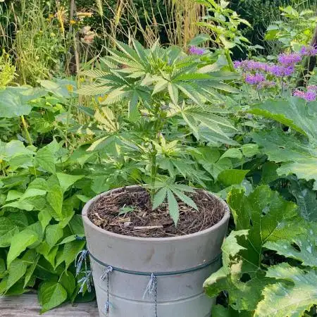 Shaman in Livingsoil