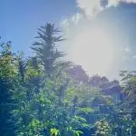 Shaman in Livingsoil