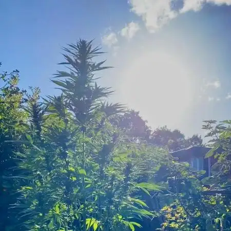 Shaman in Livingsoil