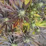 Shaman in Livingsoil