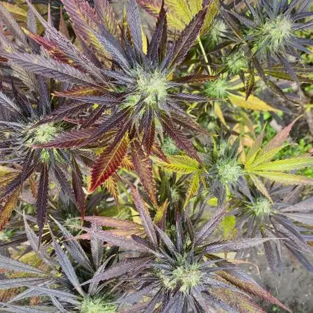 Shaman in Livingsoil