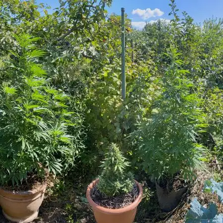 Shaman in Livingsoil