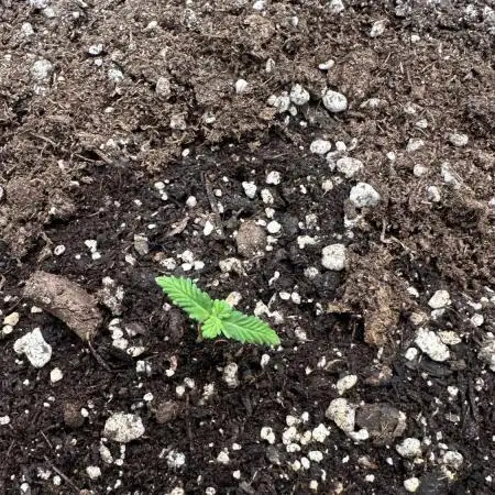 Purple Kush x Gorilla Glue Auto
