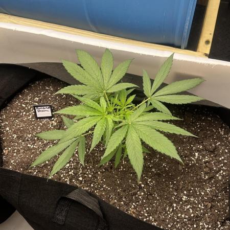 Humboldt Dream 30 gallon grow bag