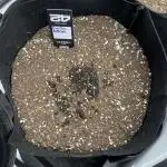 Gorilla Zittles Fastbuds *3