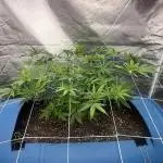 Purple Panty Dropper 55 gallon barrel