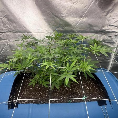 Purple Panty Dropper 55 gallon barrel