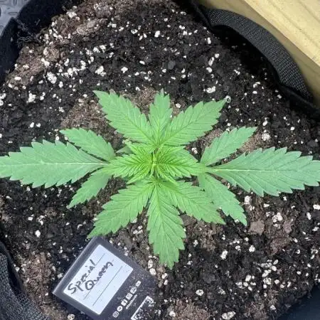 Giant Sativas Crossing For Seeds