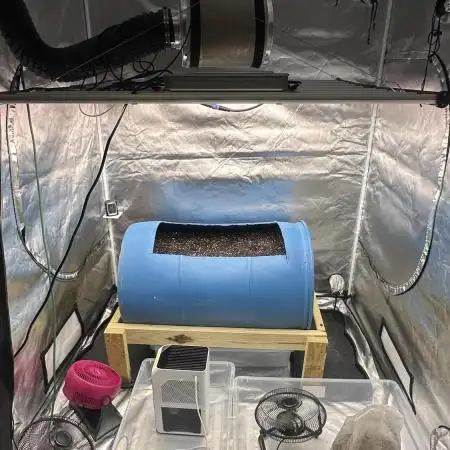 Purple Panty Dropper 55 gallon barrel