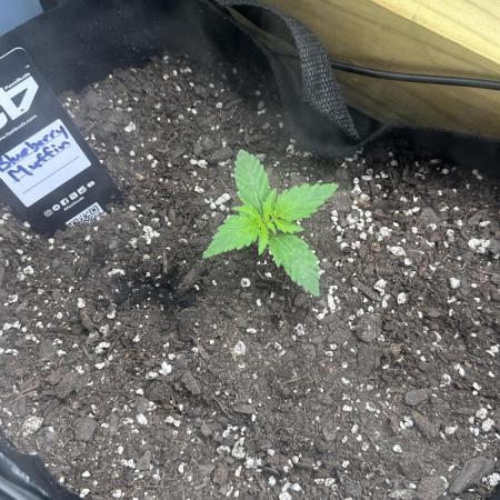 Blueberry Muffin