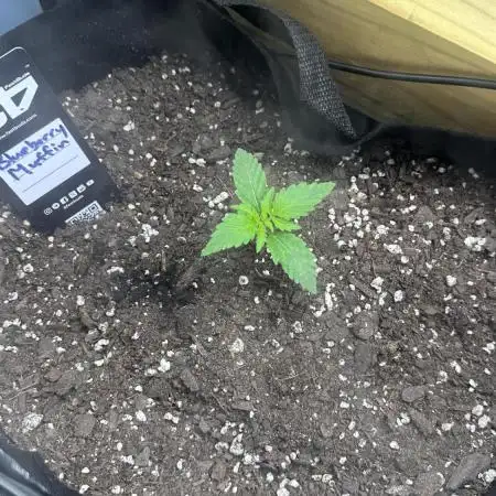 Blueberry Muffin