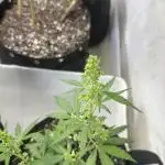 Purple Kush x Gorilla Glue Auto