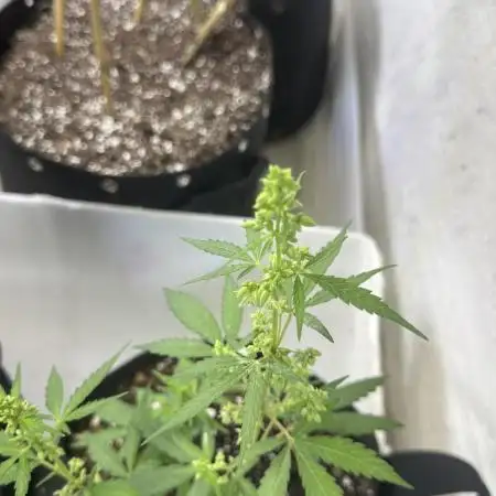 Purple Kush x Gorilla Glue Auto