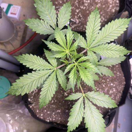 Gorilla Zittles Fastbuds