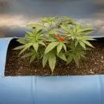 Purple Panty Dropper 55 gallon barrel