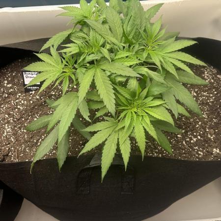 Humboldt Dream 30 gallon grow bag
