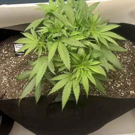 Humboldt Dream 30 gallon grow bag