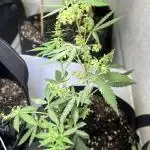 Purple Kush x Gorilla Glue Auto