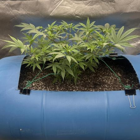 Purple Panty Dropper 55 gallon barrel