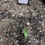 Giant Sativas Crossing For Seeds