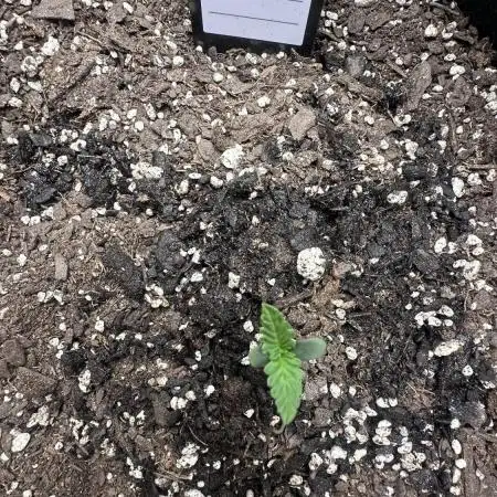 Giant Sativas Crossing For Seeds