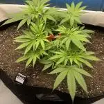 Humboldt Dream 30 gallon grow bag