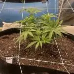 Humboldt Dream 30 gallon grow bag