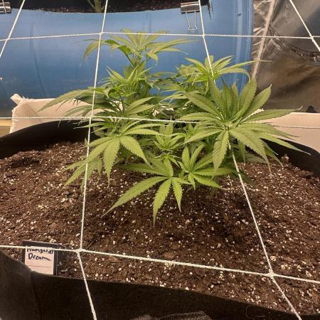 Humboldt Dream 30 gallon grow bag