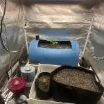Purple Panty Dropper 55 gallon barrel
