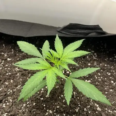 Humboldt Dream 30 gallon grow bag