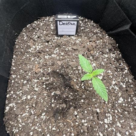 Giant Sativas Crossing For Seeds