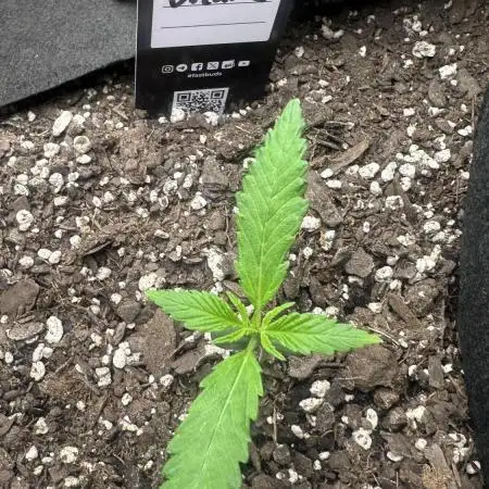 Humboldt Dream 30 gallon grow bag