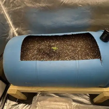 Purple Panty Dropper 55 gallon barrel