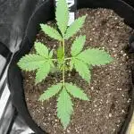 Gorilla Zittles Fastbuds