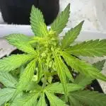 Purple Kush x Gorilla Glue Auto