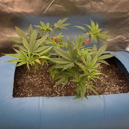 Purple Panty Dropper 55 gallon barrel