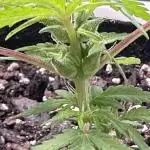 Purple Kush x Gorilla Glue Auto