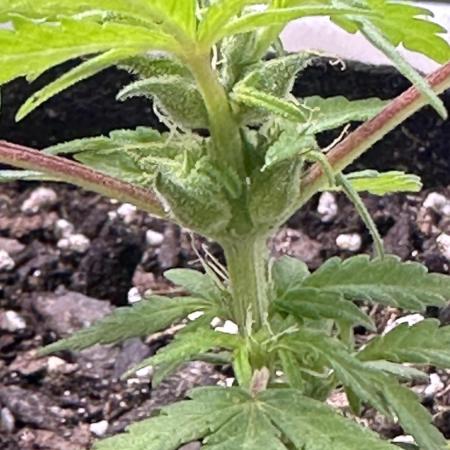 Purple Kush x Gorilla Glue Auto