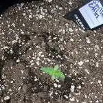 Gorilla Zittles Fastbuds