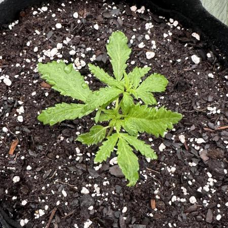 Purple Kush x Gorilla Glue Auto