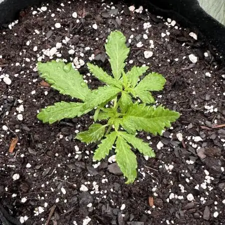 Purple Kush x Gorilla Glue Auto