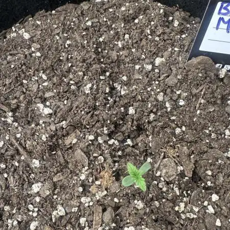 Blueberry Muffin